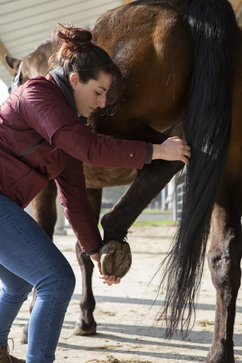 Pratique de l'ostéopathie sur un cheval