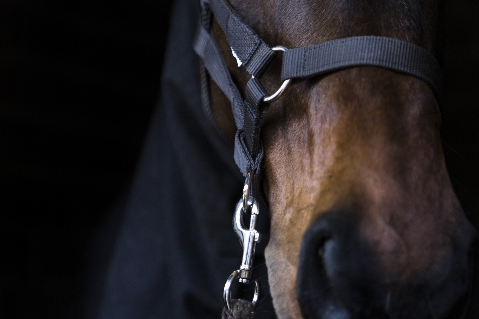 Ecole Française Ostéopathie Animale EFOA Caen