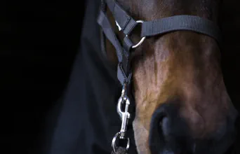 Ecole Française d'Ostéopathie Animale