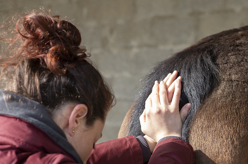 Formation ostéopathe animalier tenségrité