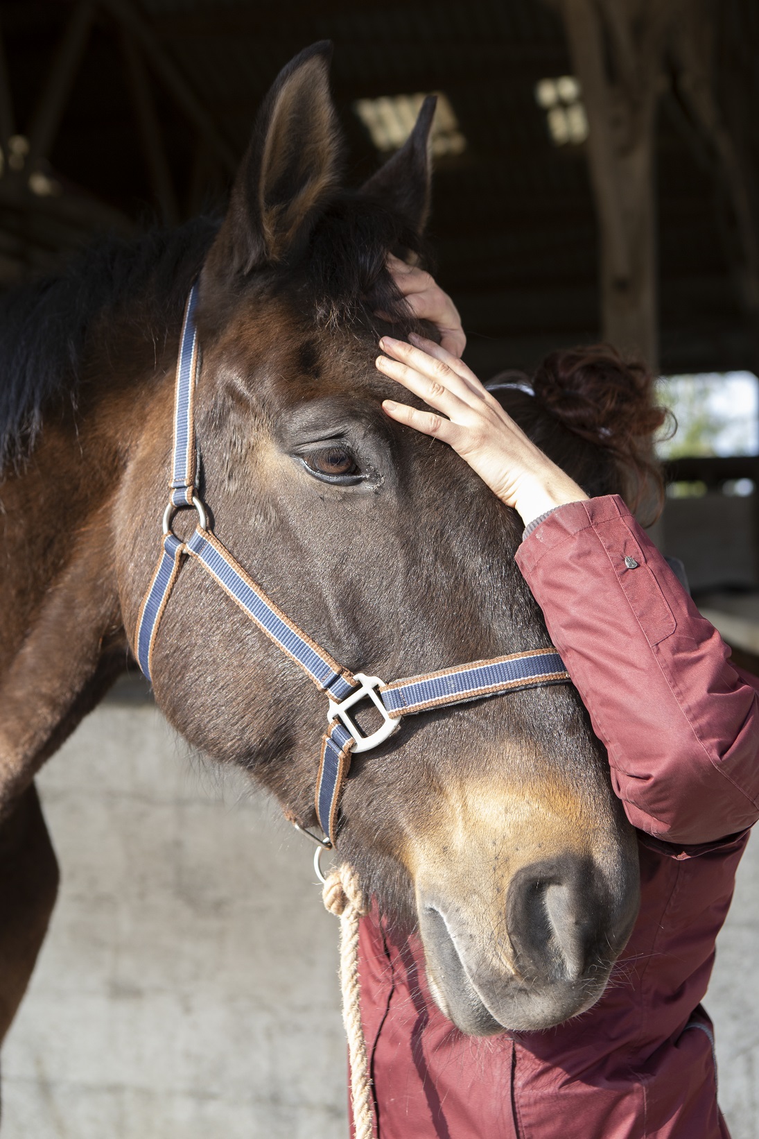 Formation ostéopathie crânienne animale