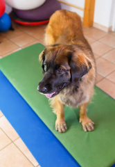 Formation rééducation chien Normandie