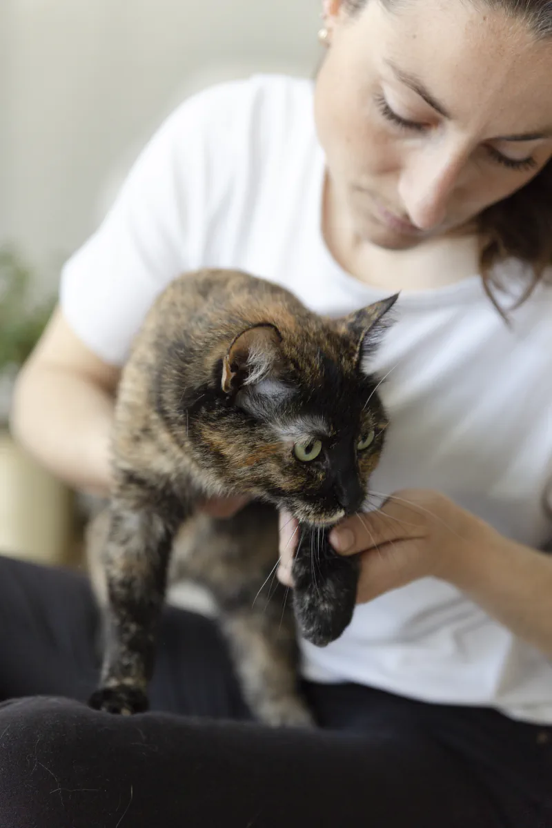 Séance d'ostéopathie pour chat en Normandie