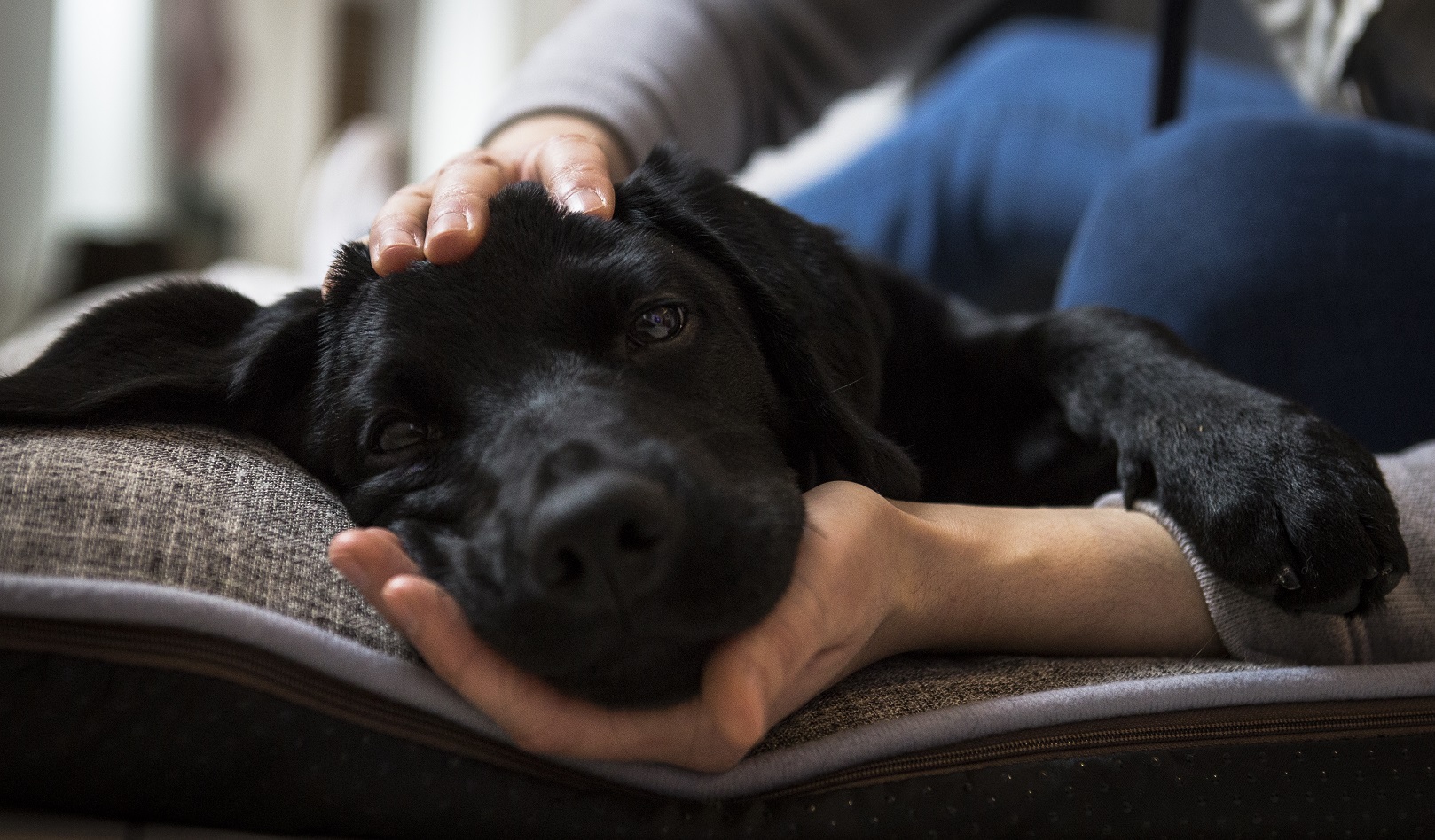 Séance d'ostéopathie animale - thérapie cranio-sacrée du chien