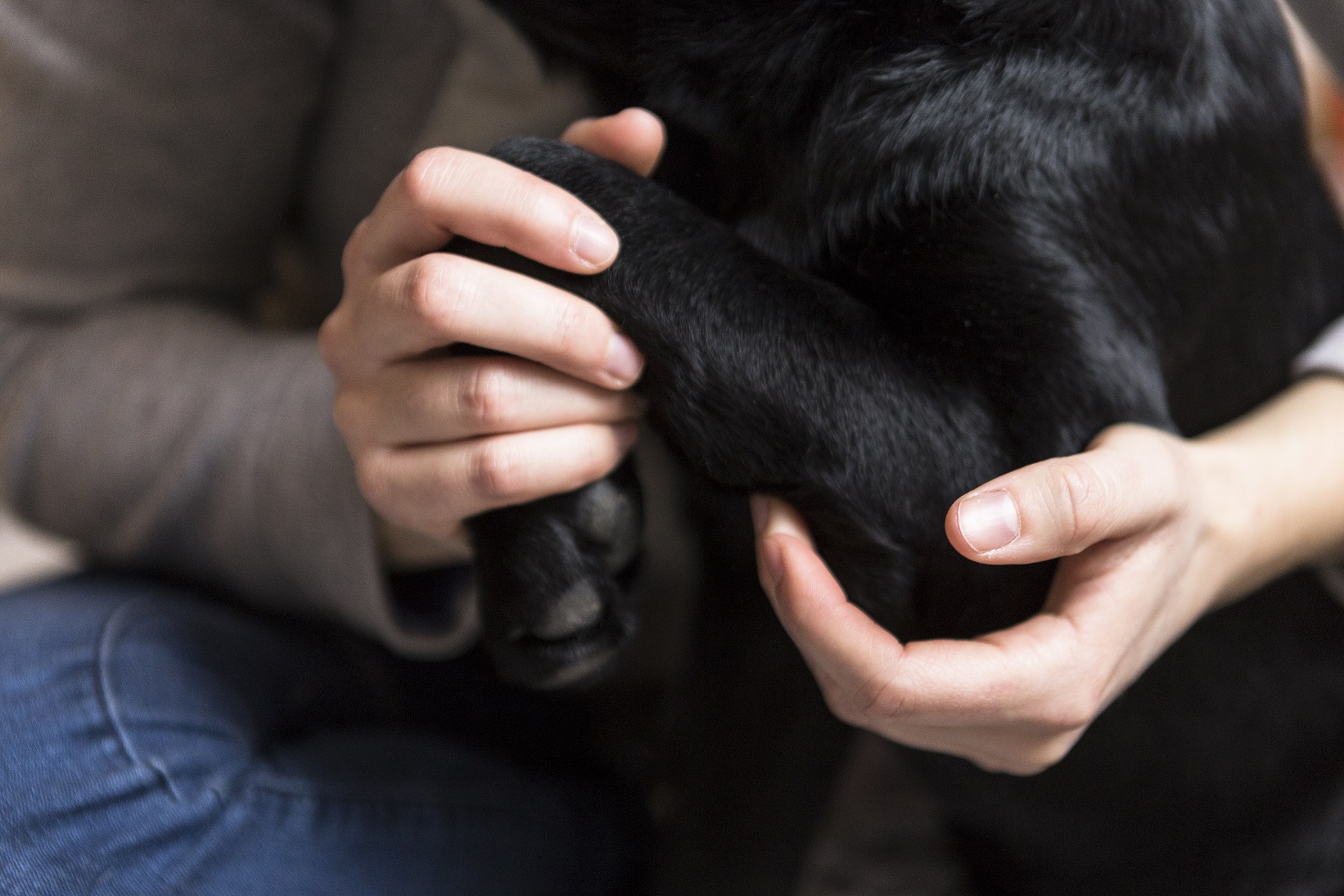 Ostéopathes animaliers Normandie - manipulation musculo-squelettique chez le cheval équin