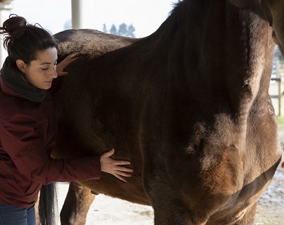 Ostéopathie des viscères chat Caen Normandie - consultation en ostéopathie viscérale